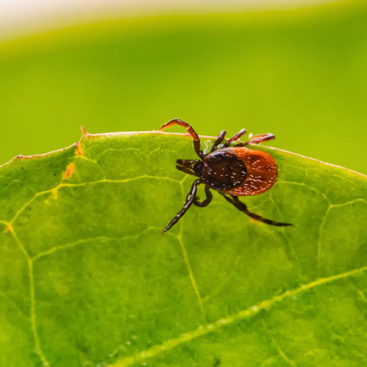 Lyme disease risk areas