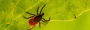 Ticks that carry Lyme disease