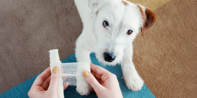 pet first aid kits