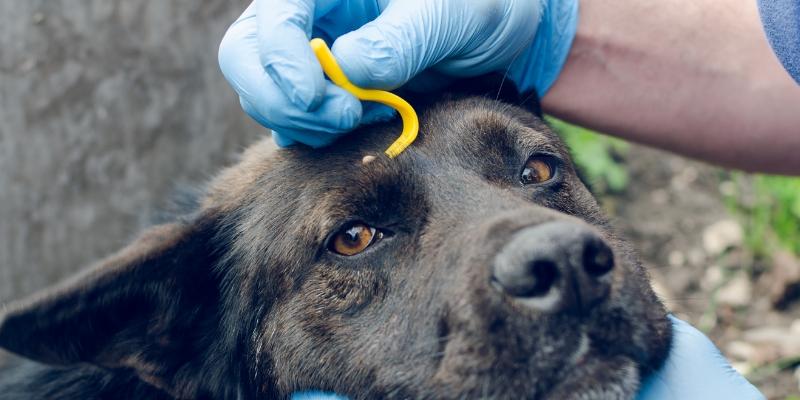 pet first aid kit