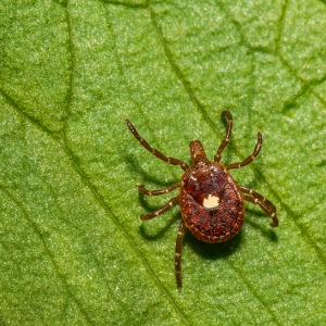 Lone Star Tick