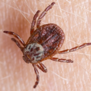 American Dog Tick