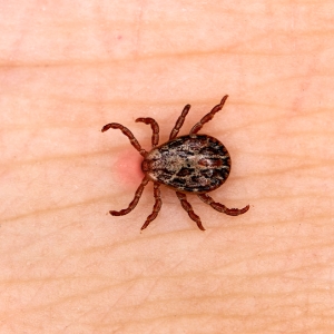 Blacklegged Tick