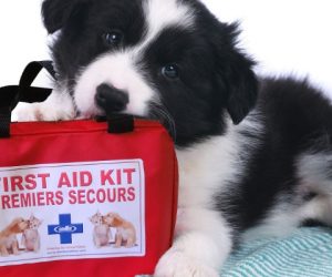 pet first aid kits