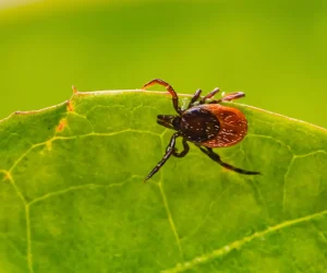 Lyme disease risk areas